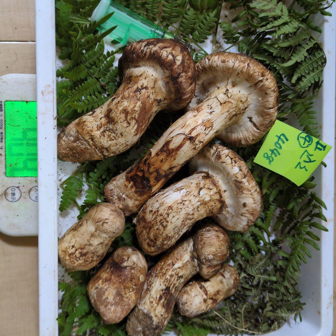 20日最終 和歌山松茸 新鮮朝市　込み込み　404㌘