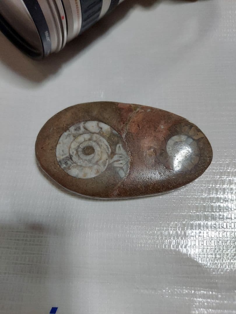 アンモナイトの化石