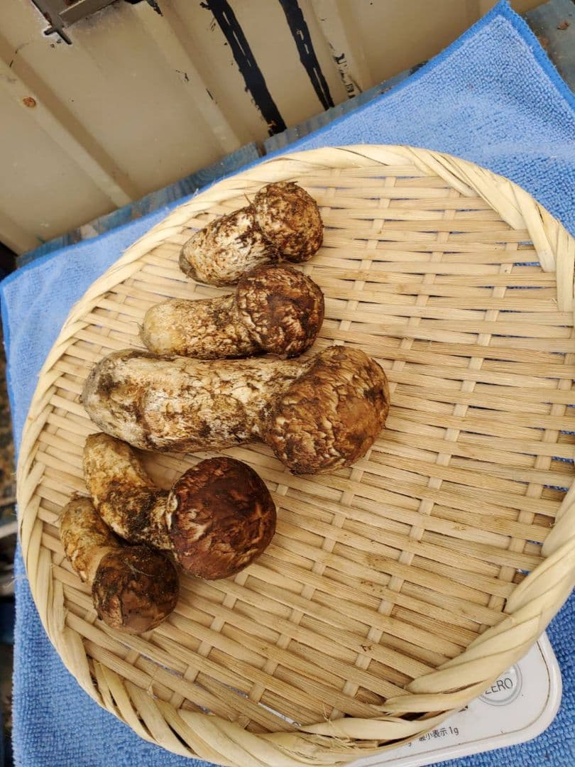 岩手県久慈市産【つぼみ、特産品、松茸】194g