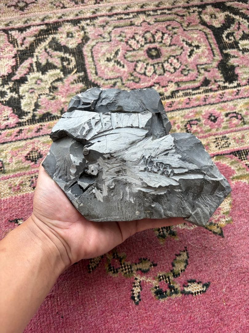 三葉虫　jorf 産　化石 標本 石