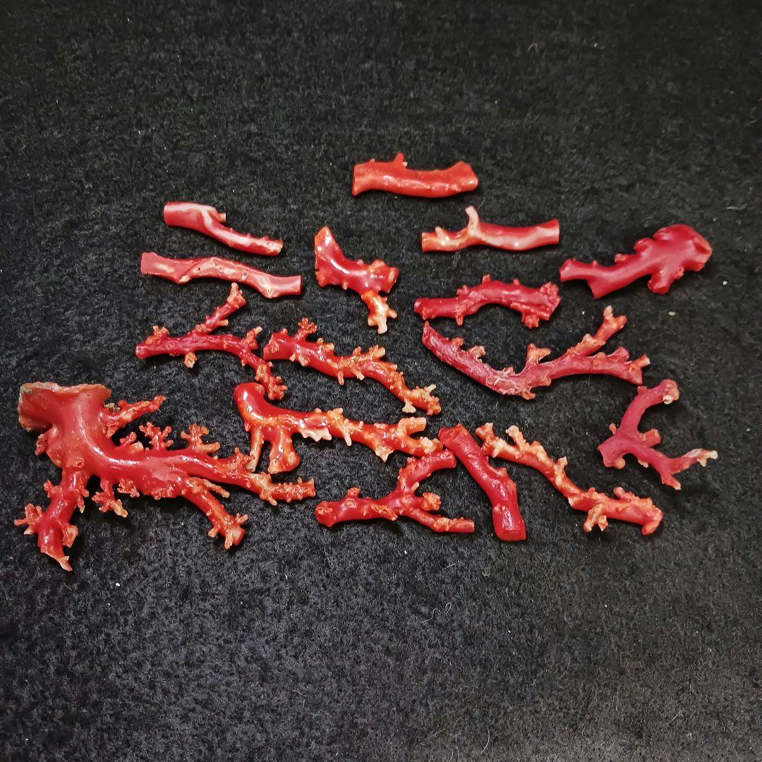 赤珊瑚 原木 枝 16点 総重量99.2g　ね
