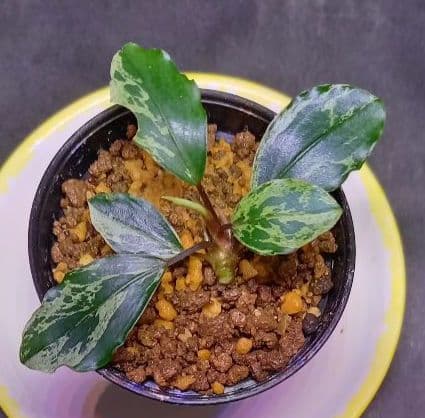 Bucephalandra sp. Motleyana Variegata　小株