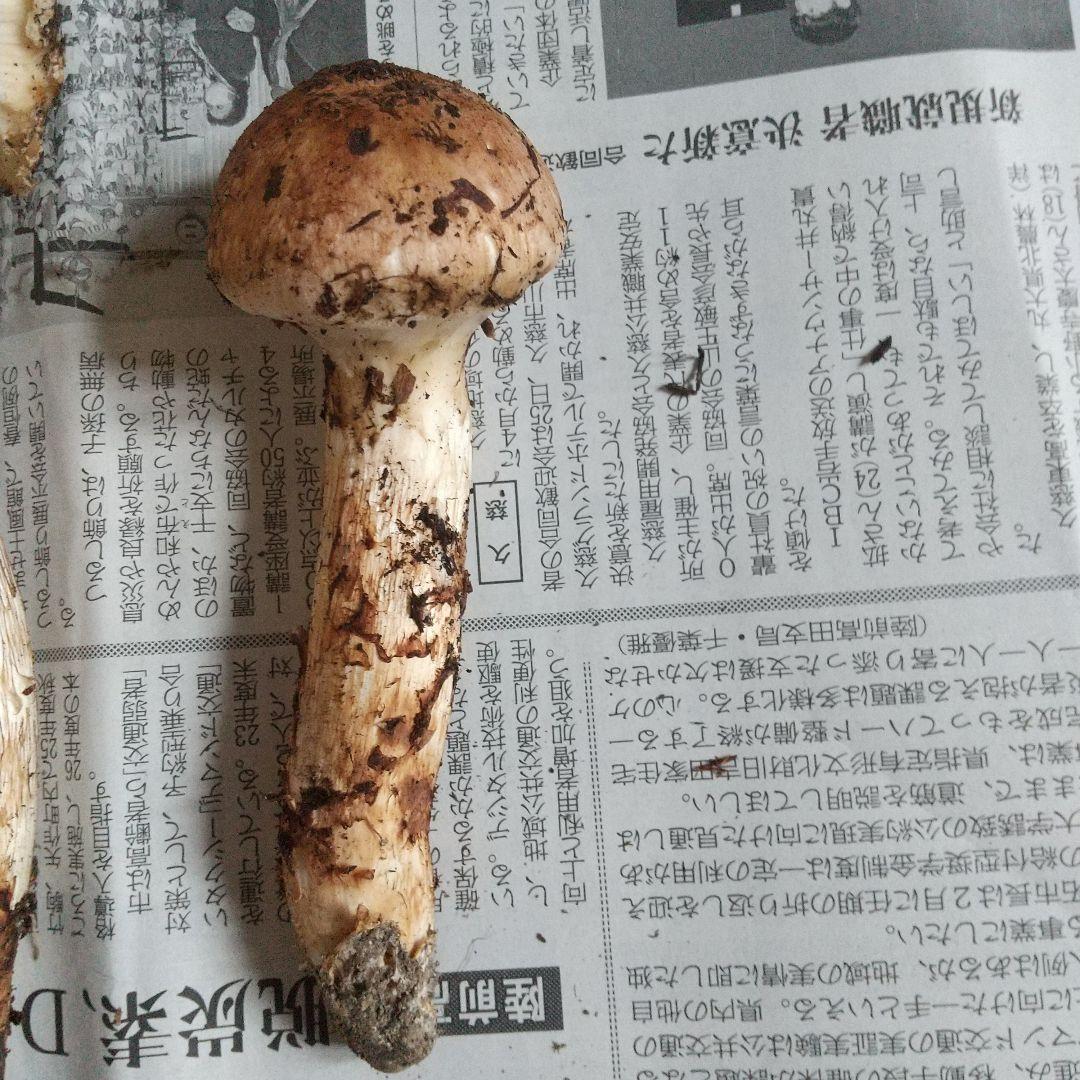 岩手県産 天然高級松茸 本日採れたて 松茸2本 10月18日限定