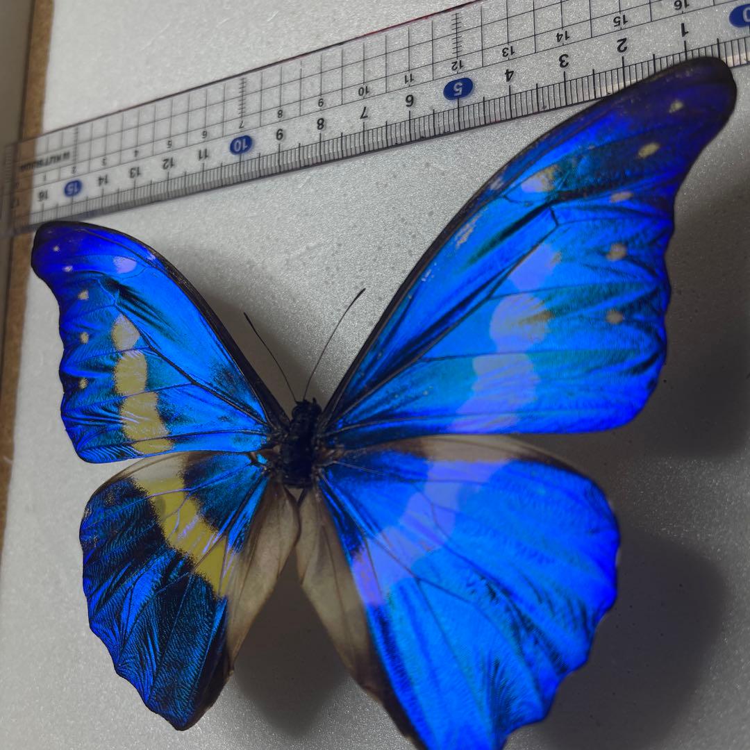 h*o様 ヘレナモルフォ蝶の標本