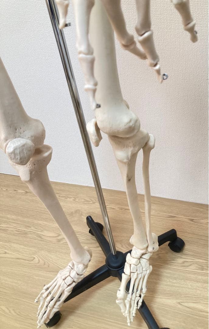 ☆レア 全身人体模型 骨格標本 約180cm 可動式 キャスター付き 医学 教材