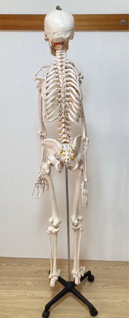 ☆レア 全身人体模型 骨格標本 約180cm 可動式 キャスター付き 医学 教材