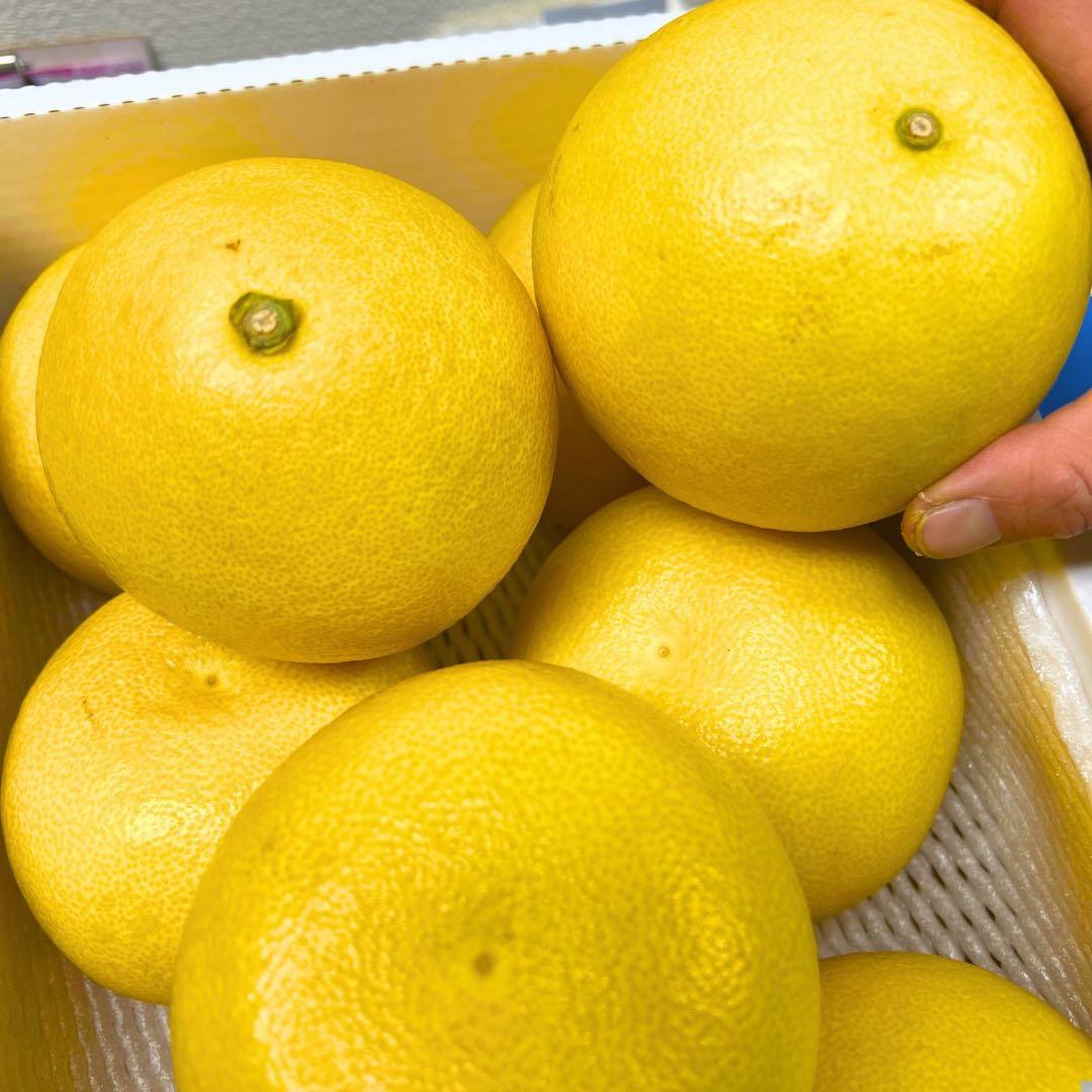 文旦　土佐文旦　ハウス栽培　　38