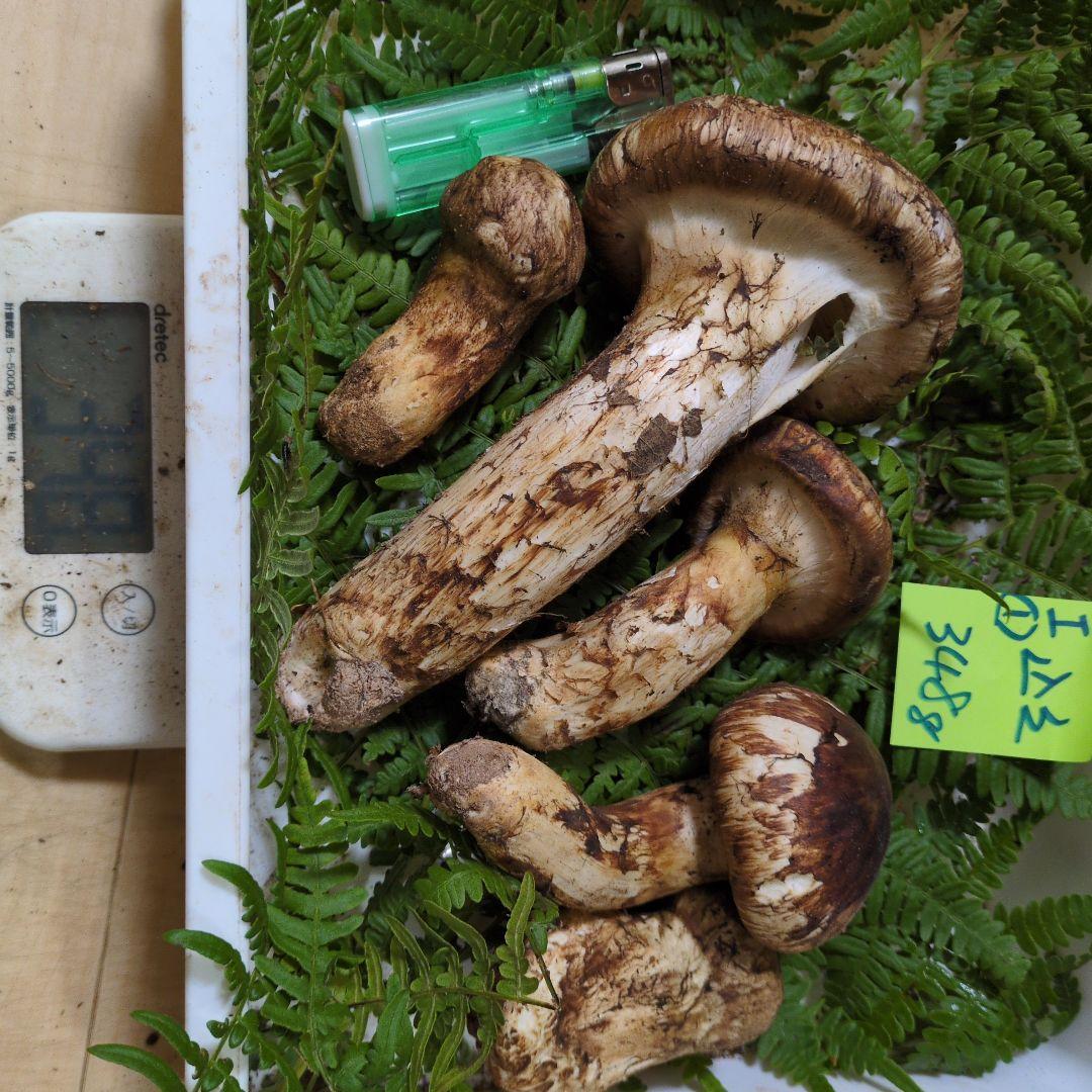 本日最終　和歌山松茸　新鮮朝市　込み込み　348㌘