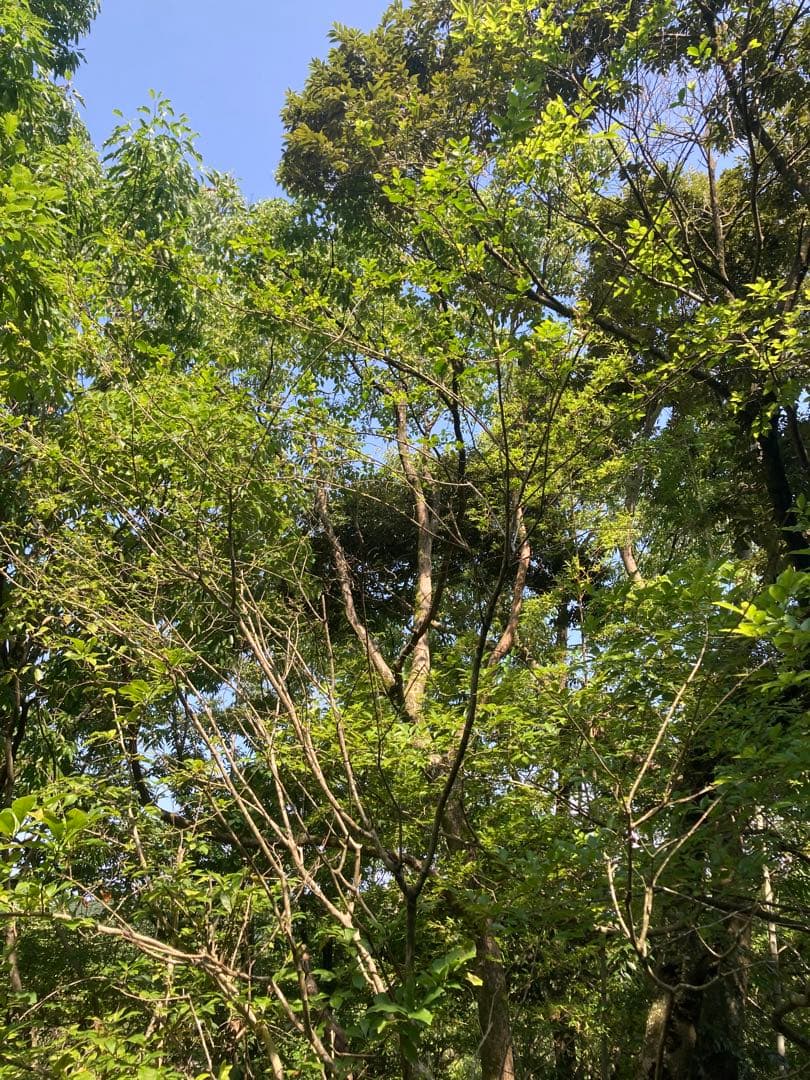 はなえみ　日本蜜蜂　ニホンミツバチ　生ハチミツ　蜂蜜　1120g