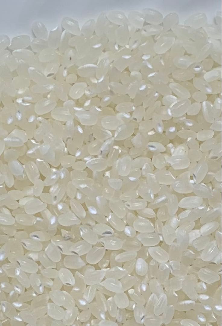 高食味❗️令和7年 我が家低農薬栽培 高知コシヒカリ玄米20kg(10kgx2)