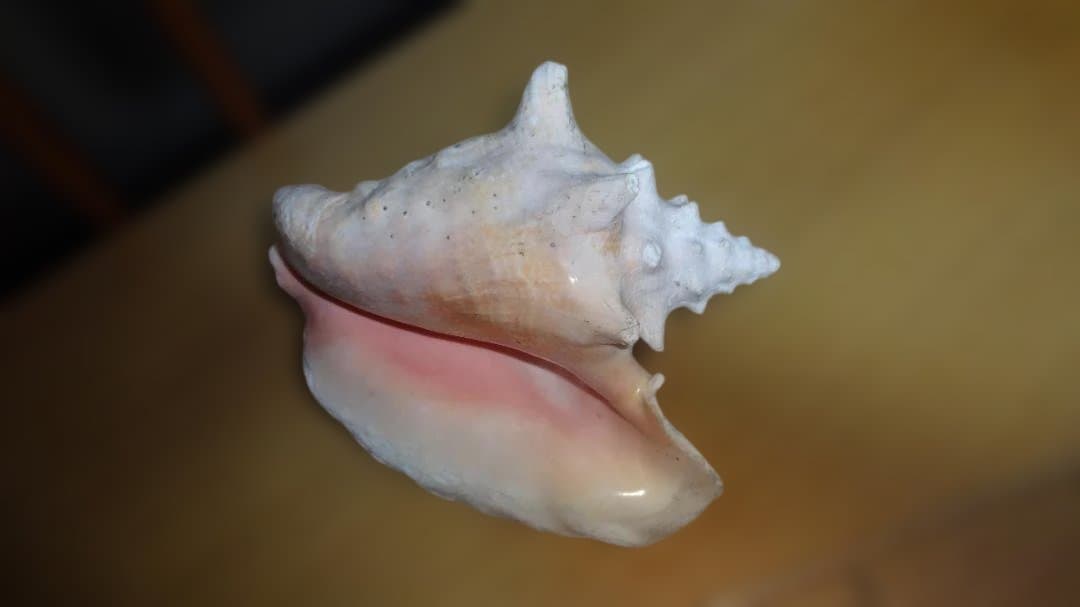 コンク貝（ピンク貝）