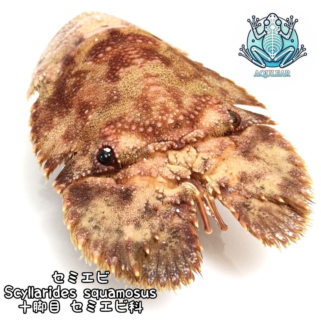 【1点物】セミエビ① 乾燥標本 色彩保存標本 関節可動