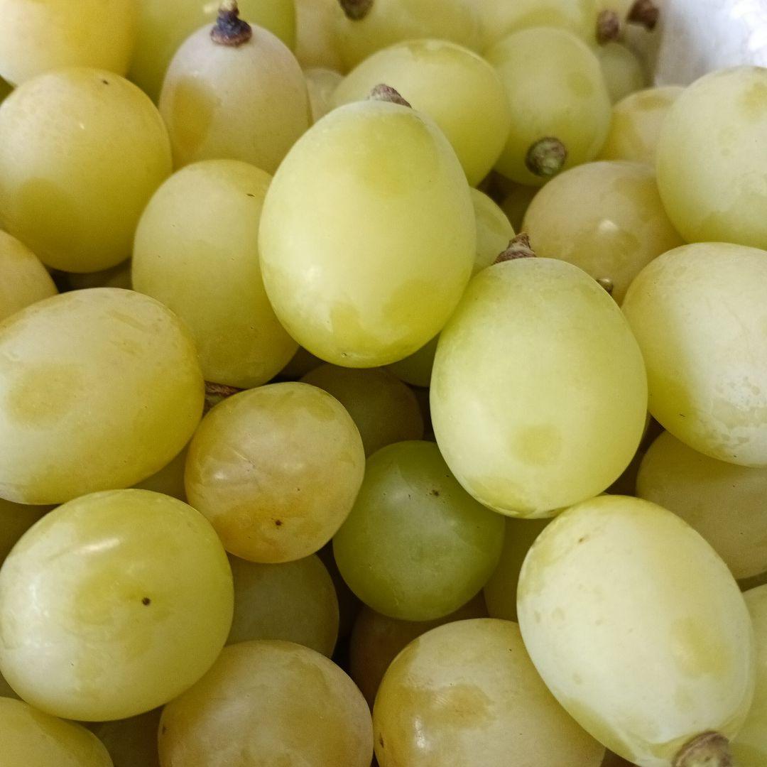 シヤインマスカット完熟多め入り3キロパック入りになります。