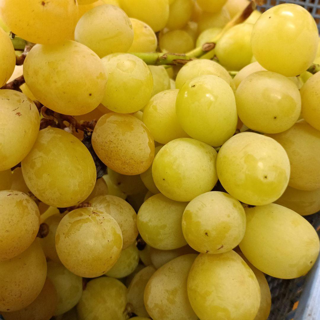 シヤインマスカット完熟多め入り3キロパック入りになります。