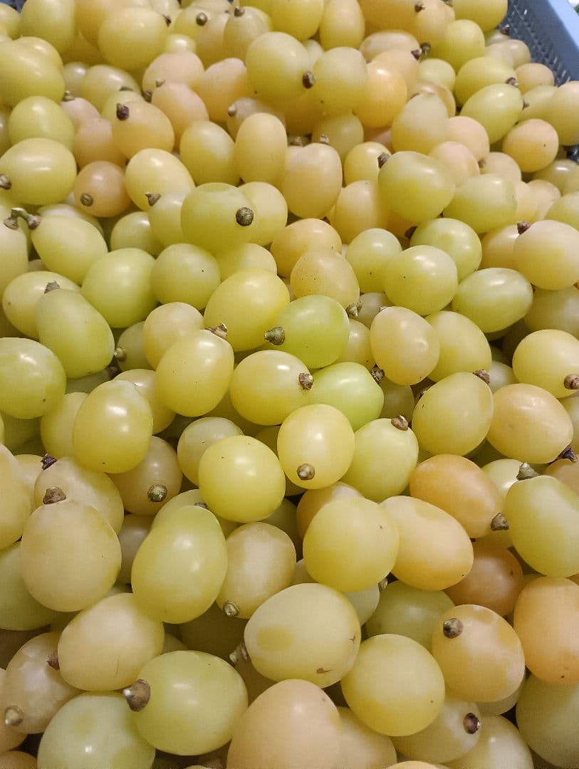 シヤインマスカット完熟多め入り3キロパック入りになります。