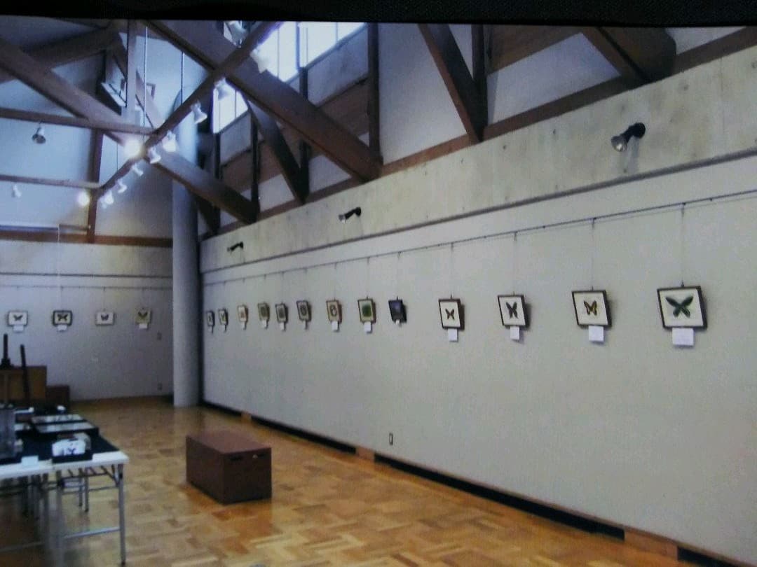 キプロスモルホ