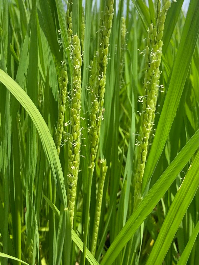 Natural farming 自然療法 セカンドブレイン腸脳相関 第2の脳