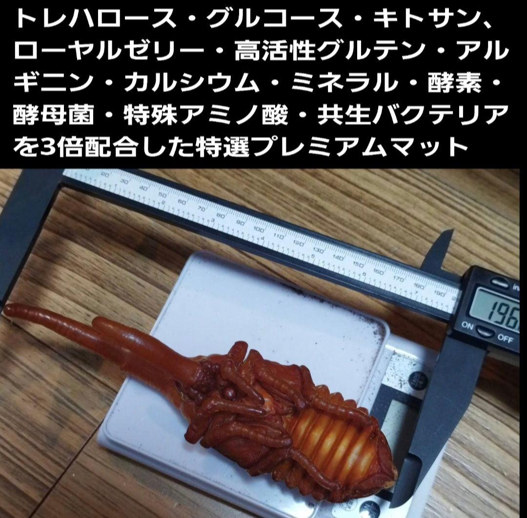 【２セット】カブトムシ幼虫を入れるだけ！プレミアム発酵マット入り㍑ボックス
