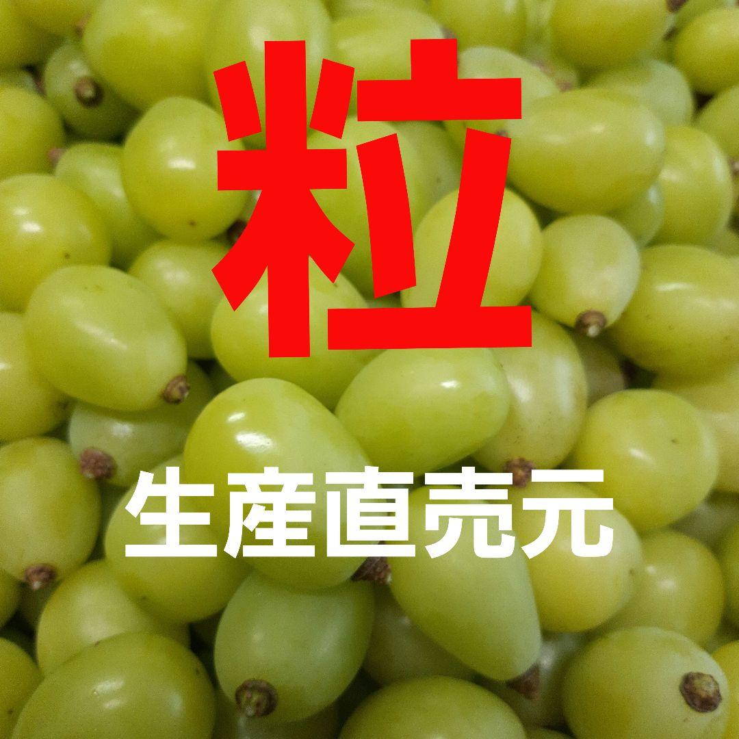 シャインマスカット大粒多め入りの、徳用11キロ入りの粒バック入りになります。