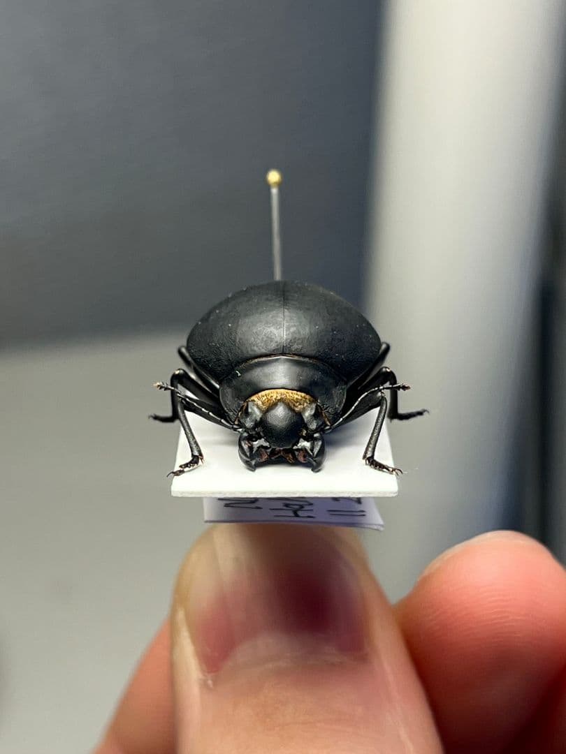 【19mm】マエガミパッツンゴミムシダマシ とんでもない甲虫 昆虫標本バケモノ