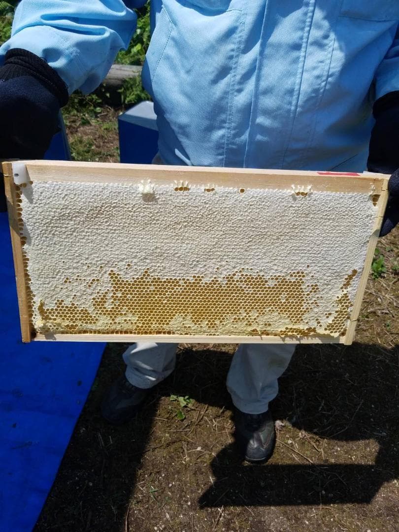 2025新蜜20kg 完熟 生蜂蜜　国産蜂蜜 純粋蜂蜜 無添加　非加熱　一斗缶