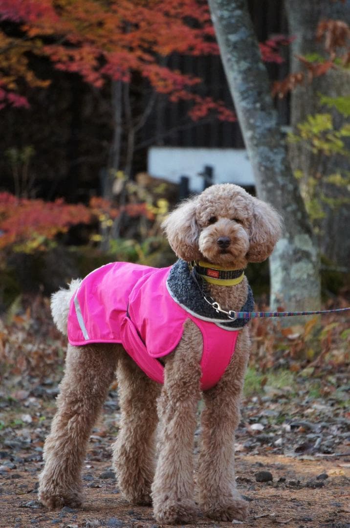 ポムッパ　ペルス　ペトロール　サイズ65