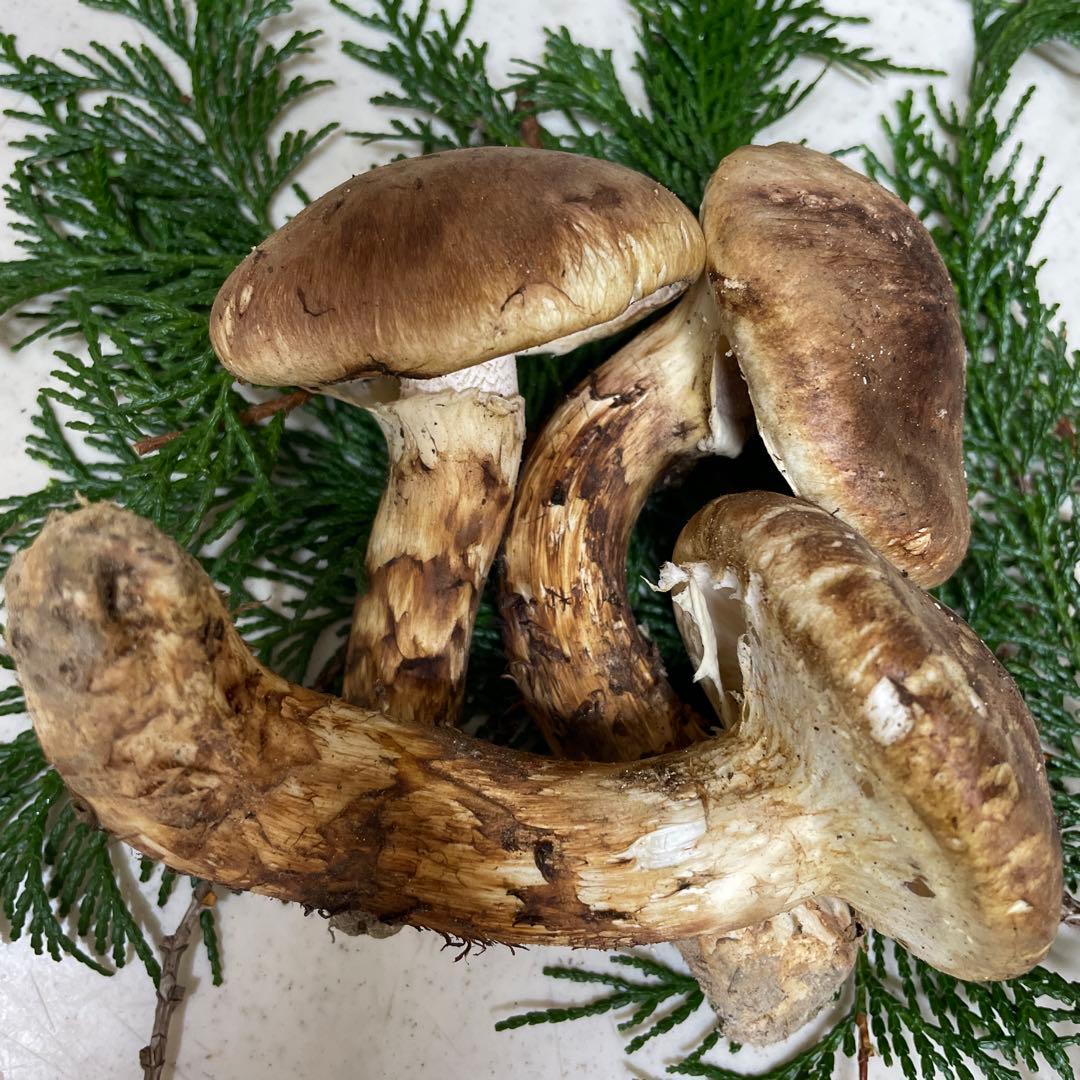 広島県産　松茸