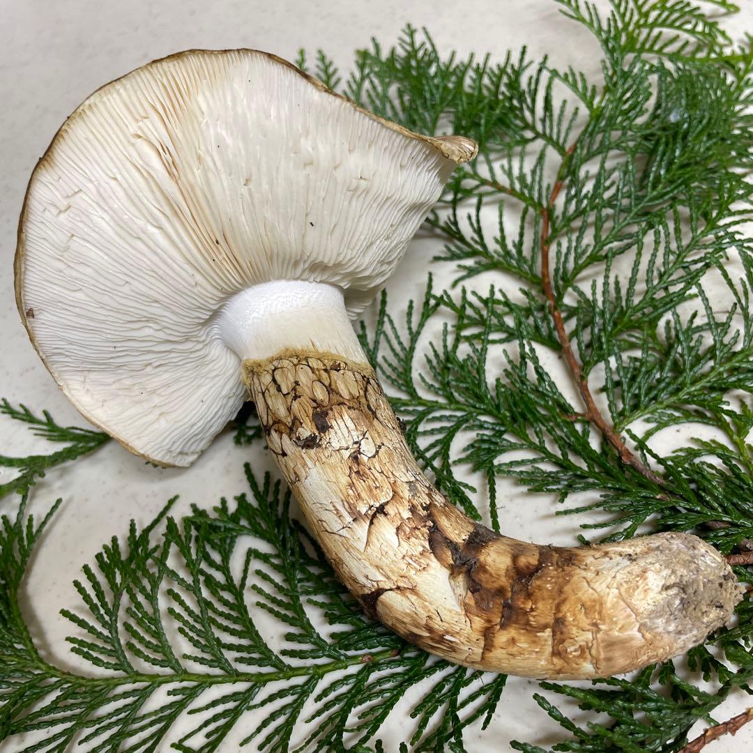 広島県産　松茸