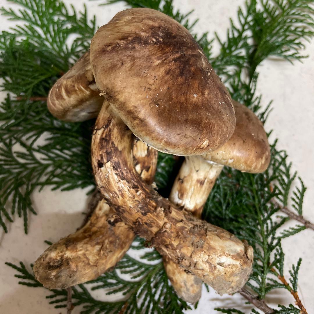 広島県産　松茸