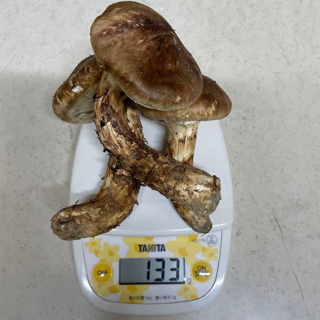 広島県産　松茸