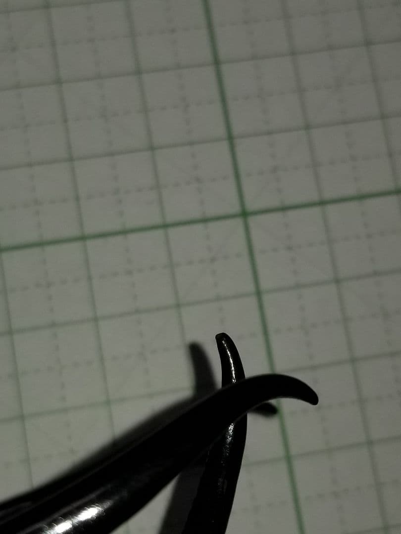 標本　タイリクコーカサス　大型121㎜UP