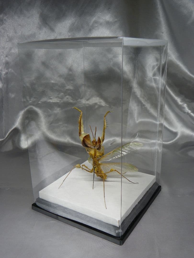 ニセハナマオウカマキリ　雄　立体標本