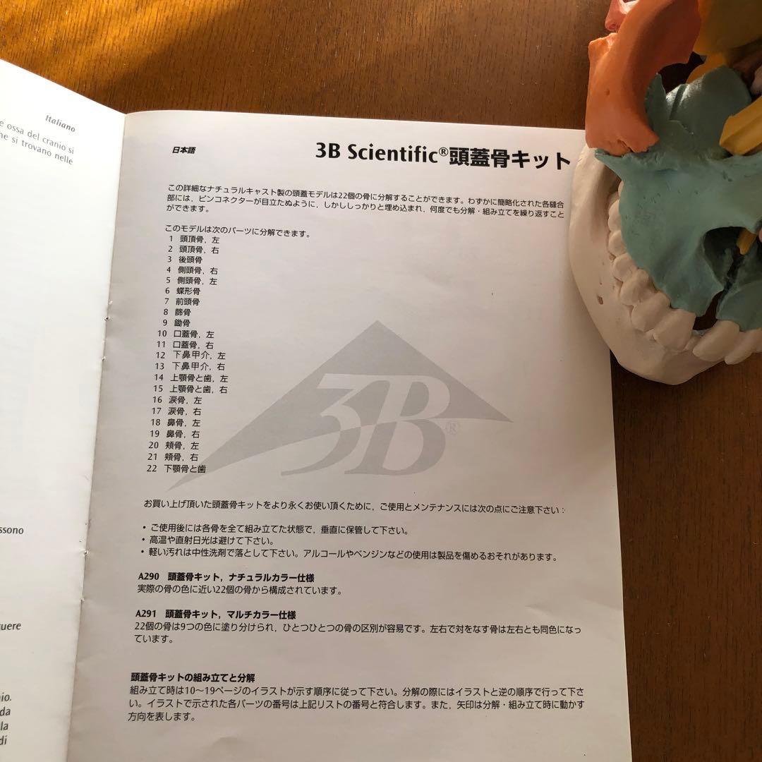 【頭蓋模型】頭蓋骨　3B社 22分解 カラー【※説明文をご参照ください】