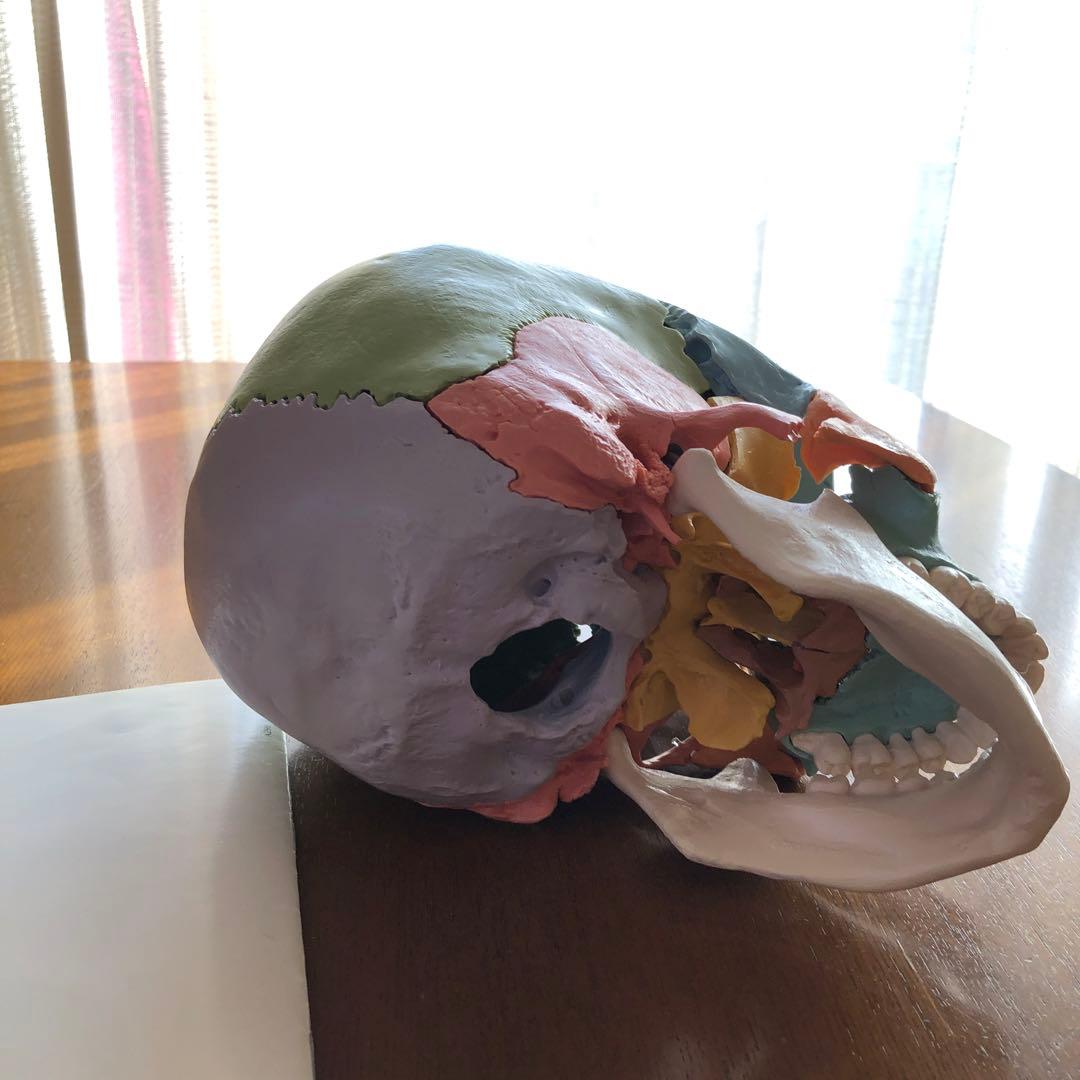 【頭蓋模型】頭蓋骨　3B社 22分解 カラー【※説明文をご参照ください】