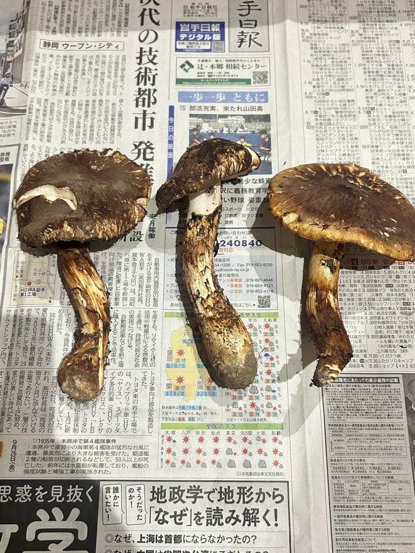 【オコオコ】岩手県産松茸　開き339g シーズンラスト