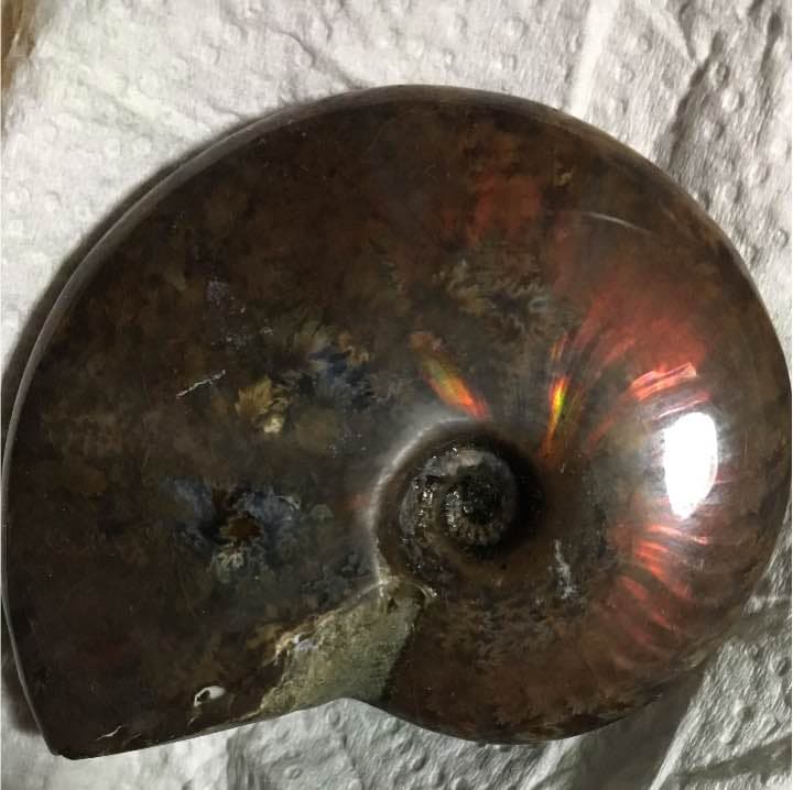 マダガスカル産 ファイアーアンモナイト