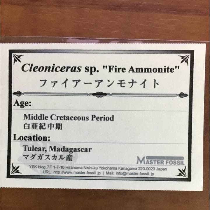 マダガスカル産 ファイアーアンモナイト