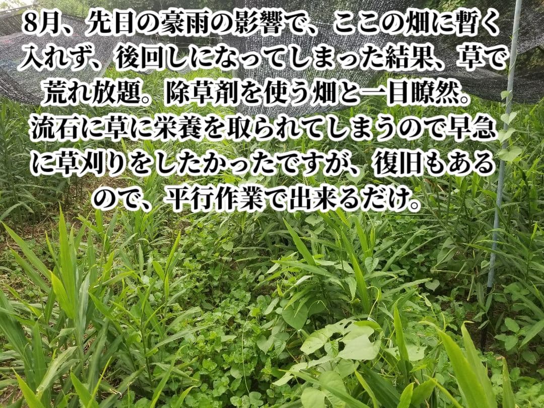 lemontree 古根生姜 5kg 農薬肥料不使用