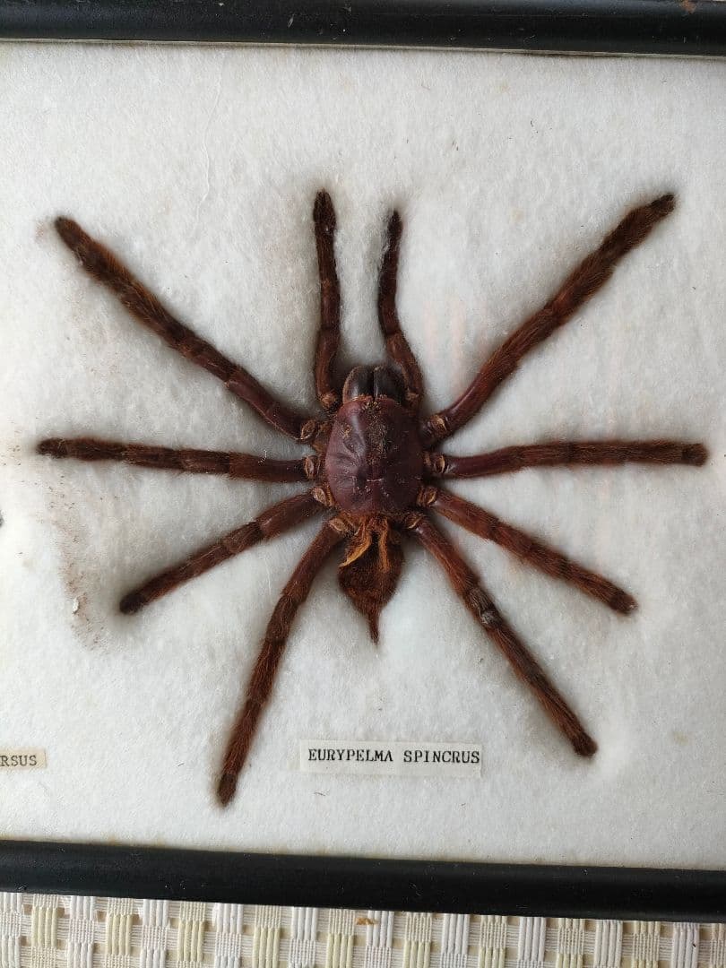 ●昆虫標本セット額入り サソリ + クモ（スパイダー）標本/博物館/インテリア