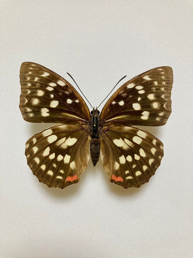 【別売り可能】1ペア オオムラサキ（四川省/中国）