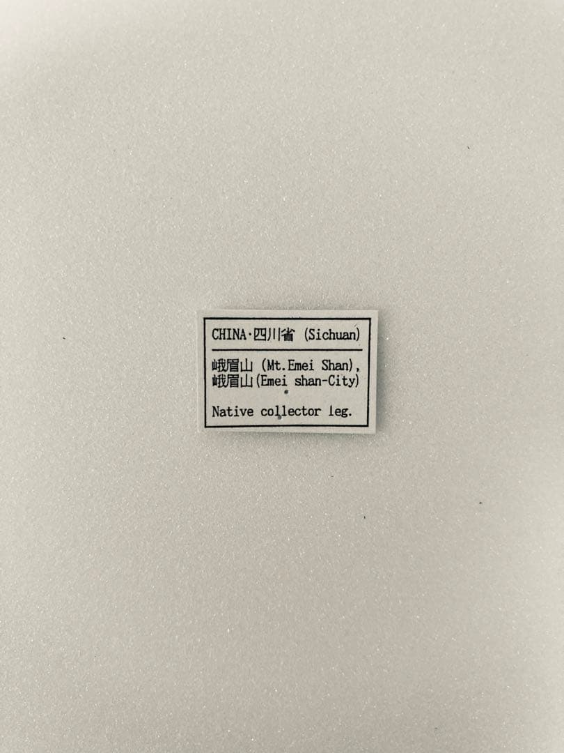 【別売り可能】1ペア オオムラサキ（四川省/中国）