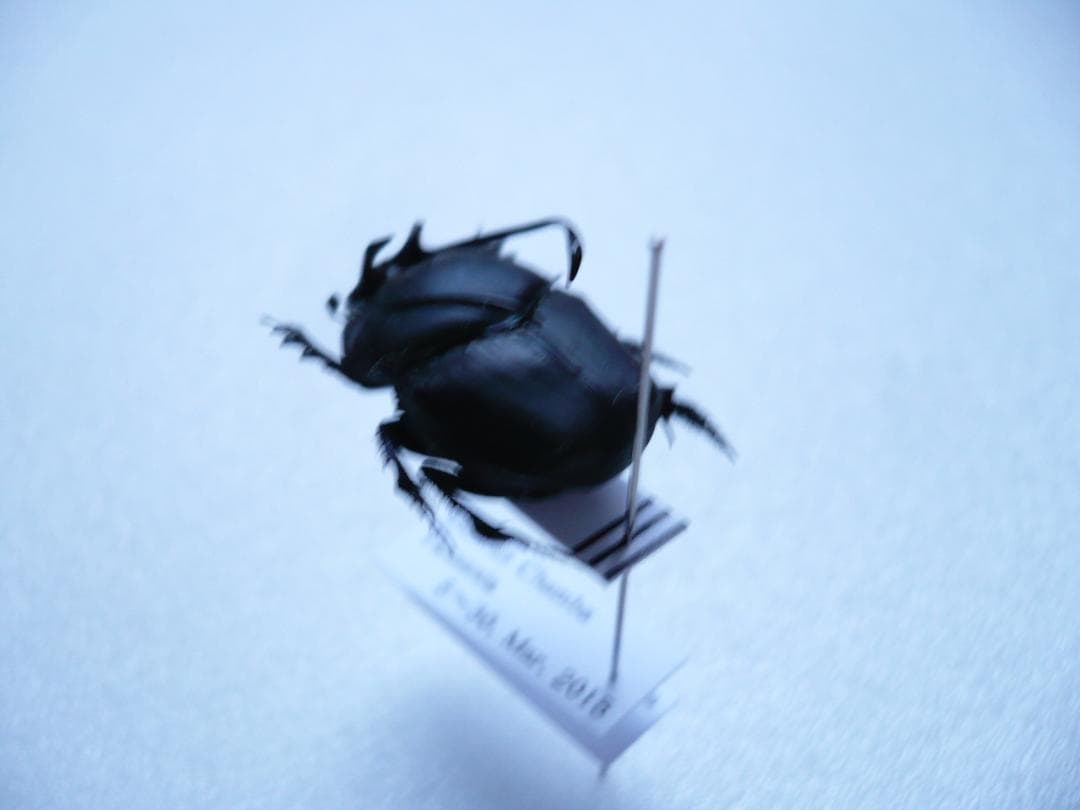 タンザニアのフンチュウ　Proagoderus gibbiramus　ペア