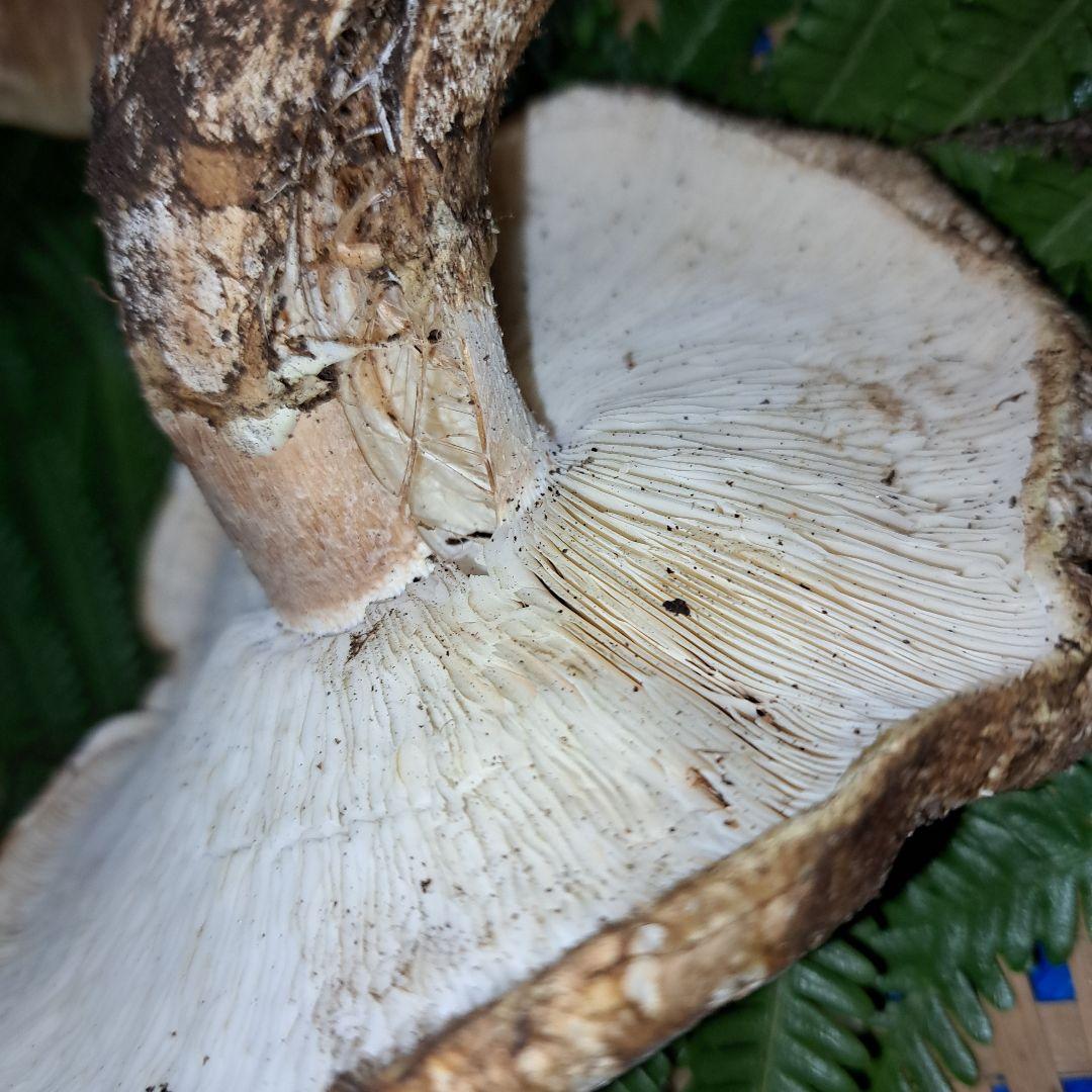 広島県産松茸　349g　虫食いあり