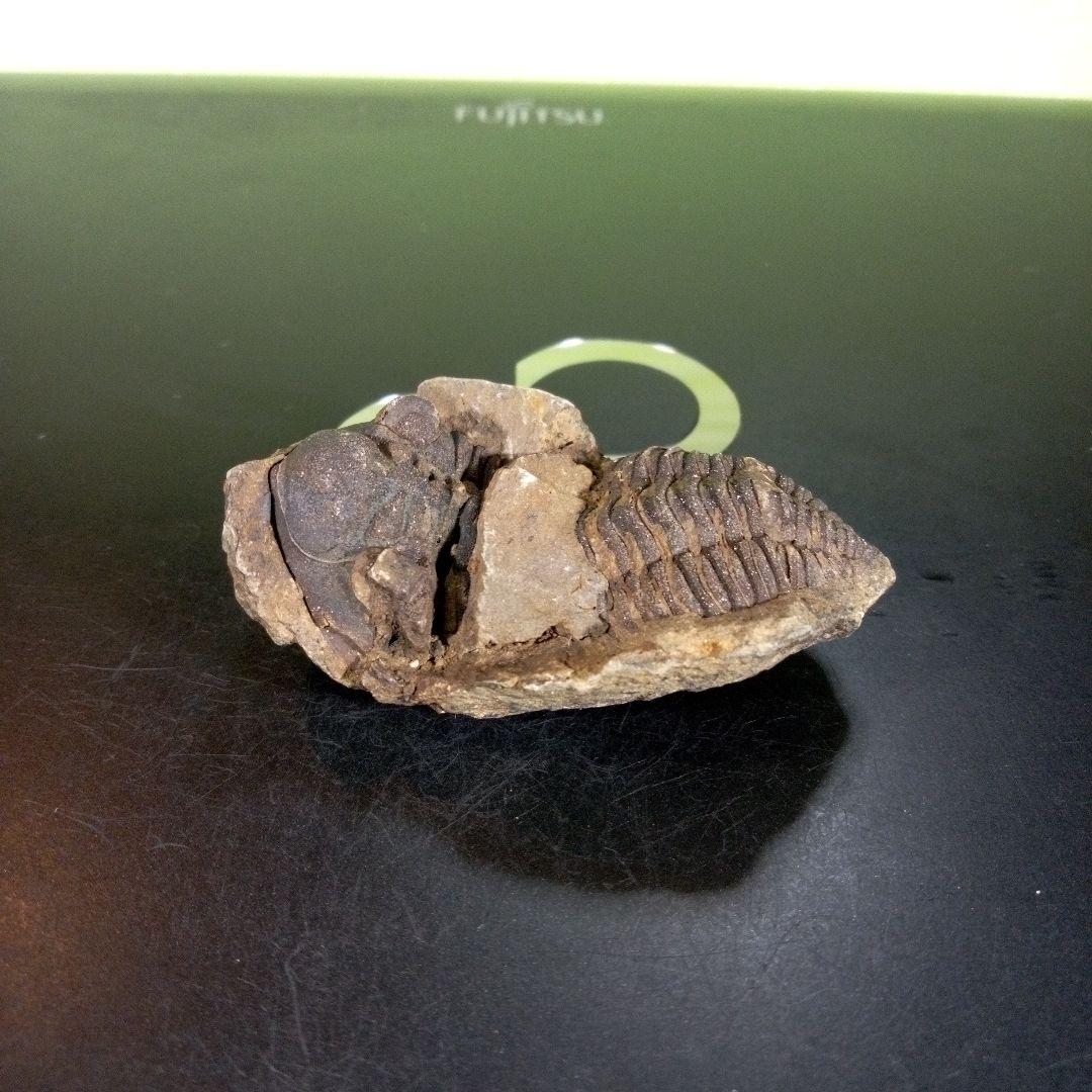 三葉虫　化石　ボリビア産　南アメリカ　trilobite　Bolivia三葉虫⑧