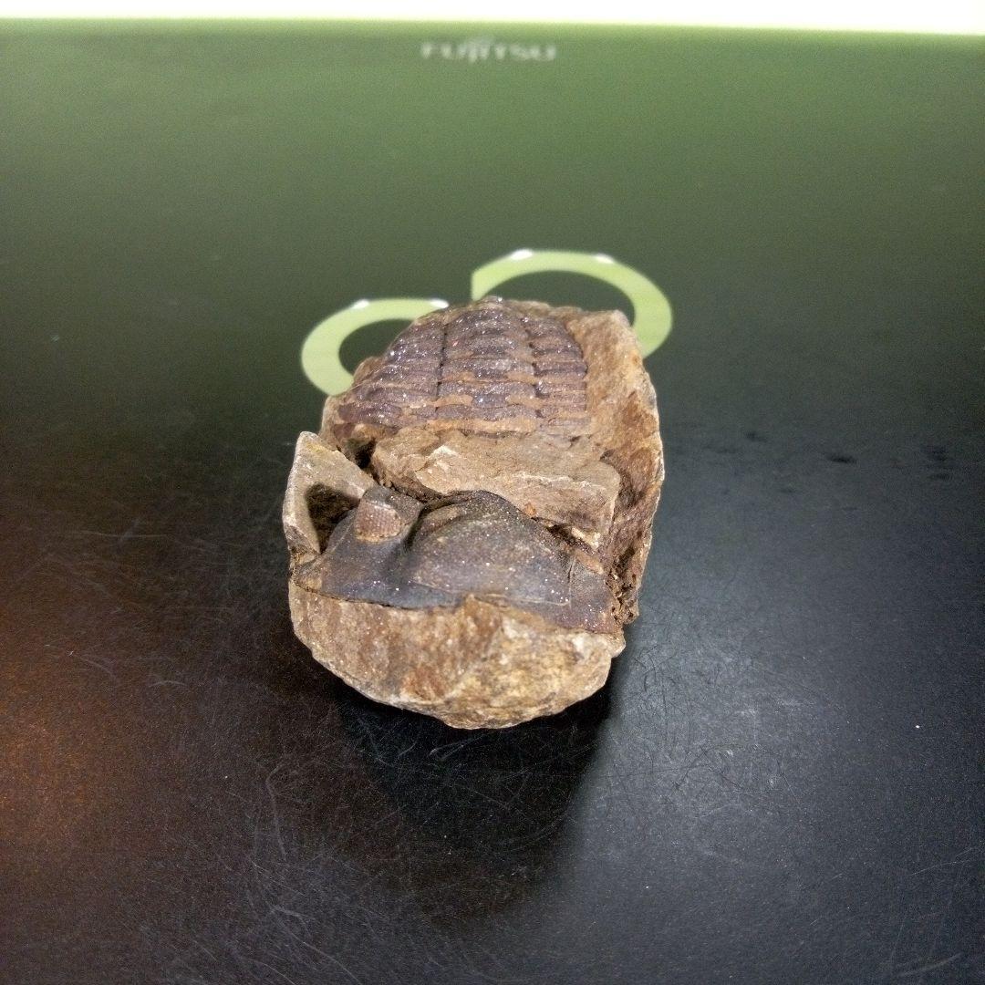 三葉虫　化石　ボリビア産　南アメリカ　trilobite　Bolivia三葉虫⑧
