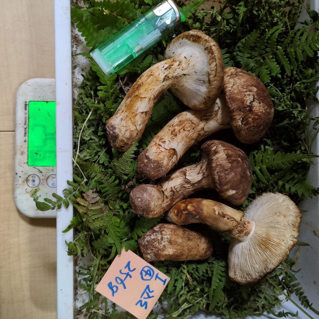 いよいよ最終間近　和歌山松茸　新鮮朝市　込み込み　256㌘