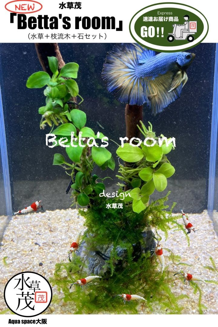 水草 YVB-Y'sVintage Base