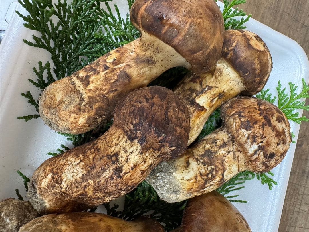 【クール送料込み！！】新鮮 松茸 約229g