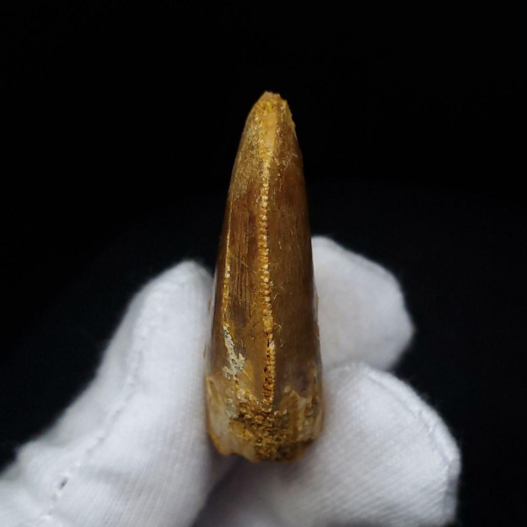 カルカロドントサウルス 歯 化石 本物 モロッコ産 35.56mm fca13