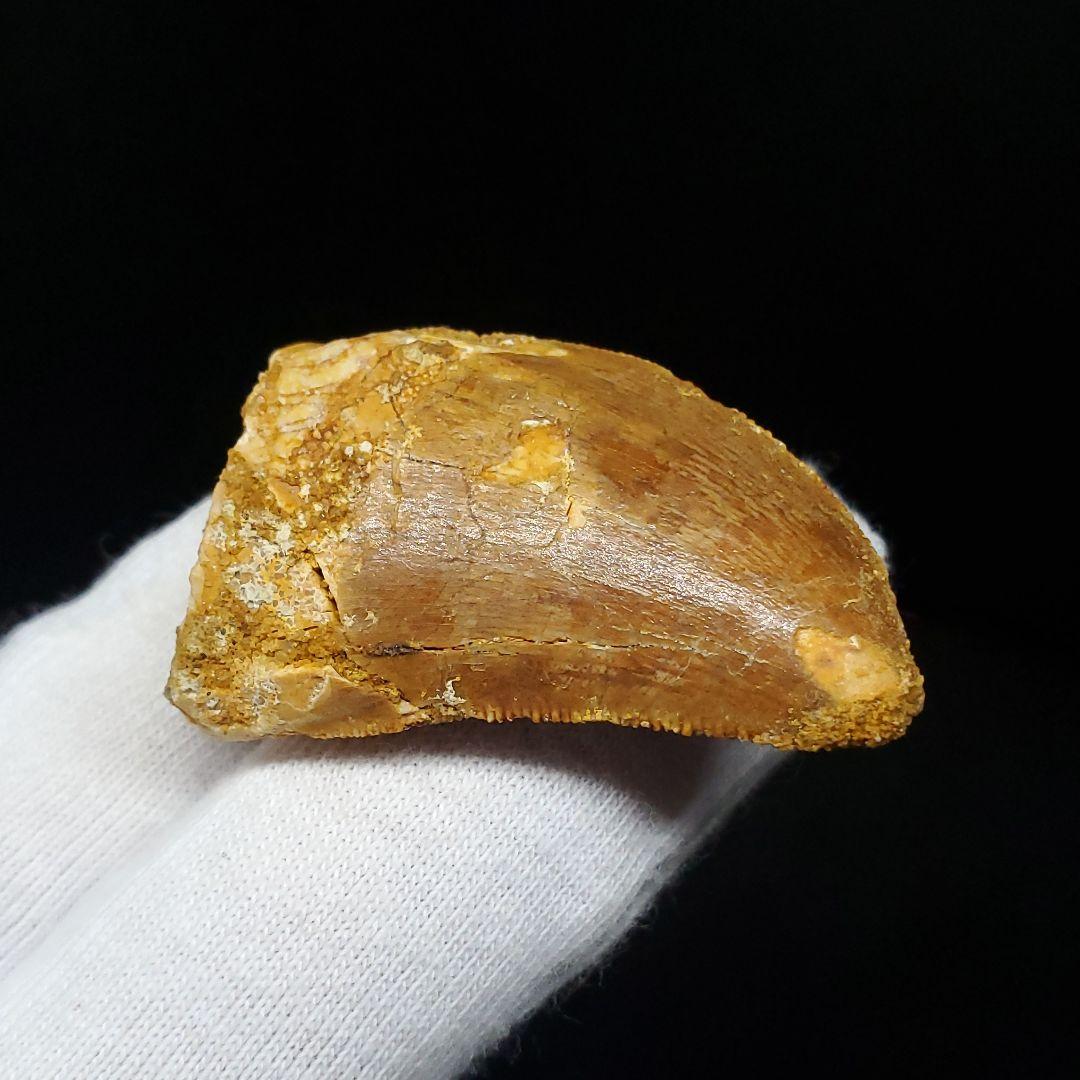 カルカロドントサウルス 歯 化石 本物 モロッコ産 35.56mm fca13